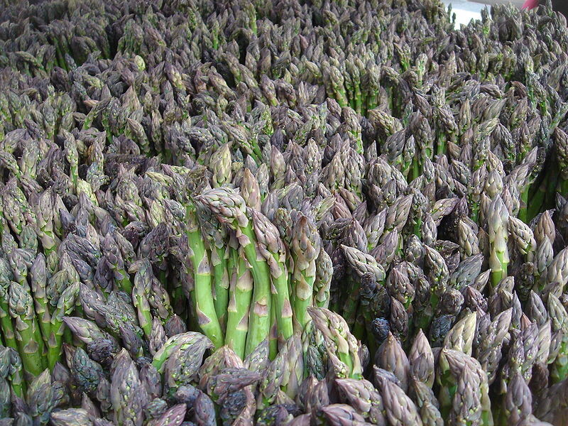 Asparagus - UC 157