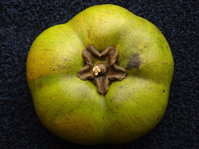 Black Sapote  - Bernecker Seedling