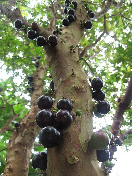 Jaboticaba  - Black Fruiting