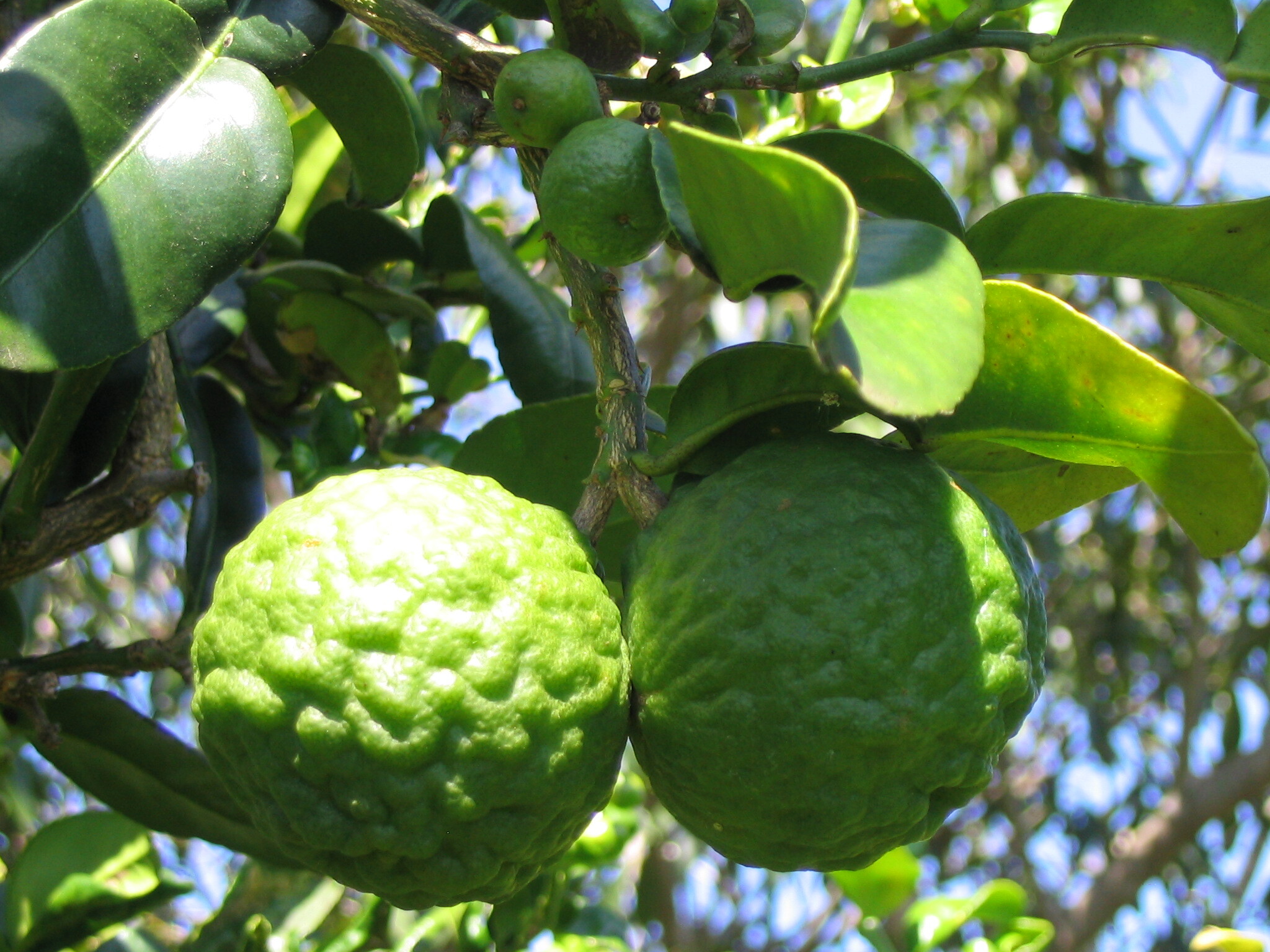 Kaffir Lime - Citrus hystrix