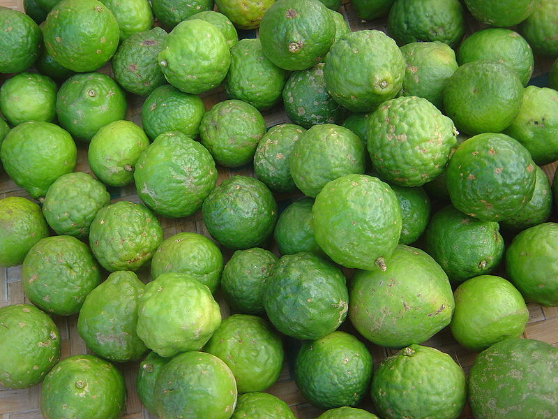 Kaffir Lime - Citrus hystrix