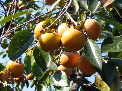 Persimmon - Non Astringent - Fuyu 