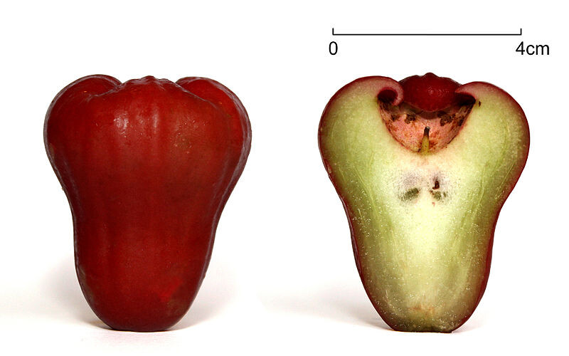 Wax Jambu - Grafted - Syzygium aqueum