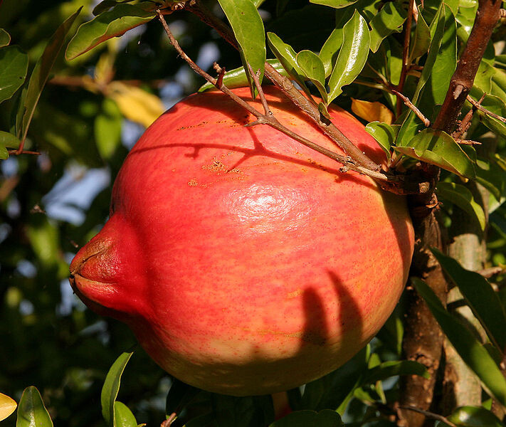 Pomegranate - Wonderful