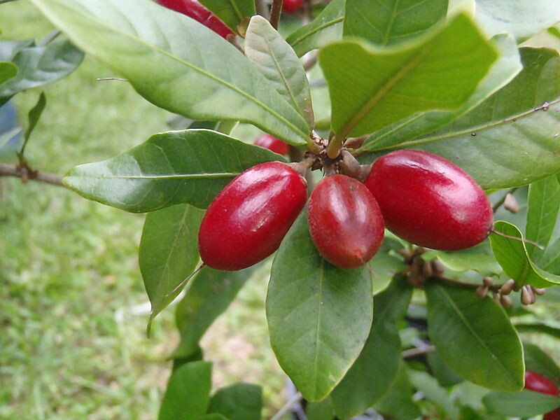 Miracle Fruit - Synsepalum dulcificum