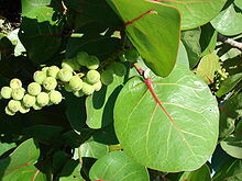 Sea Grape - Female - Coccoloba uvifera pale veins & petiole