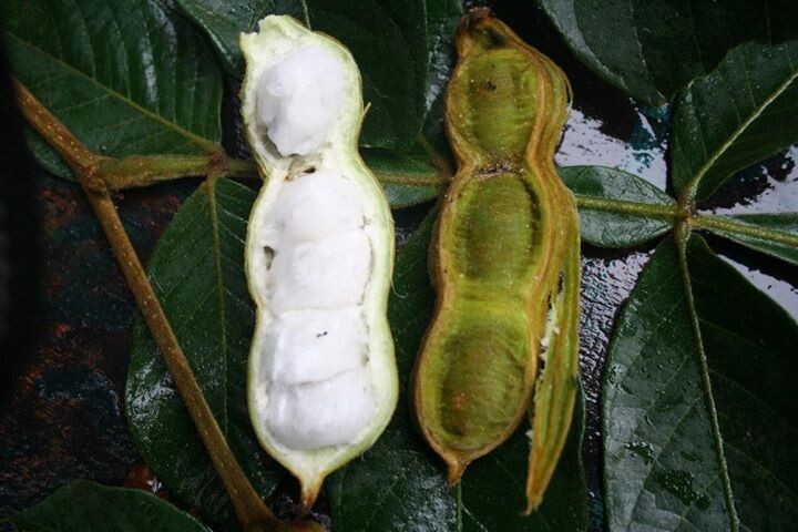 Ice-Cream Bean - Inga edulis