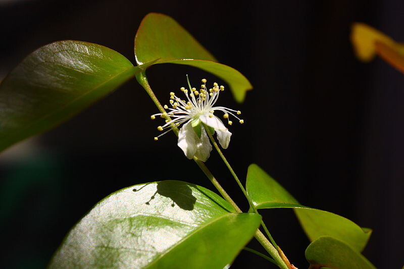 Brazilian Cherry - Eugenia uniflora