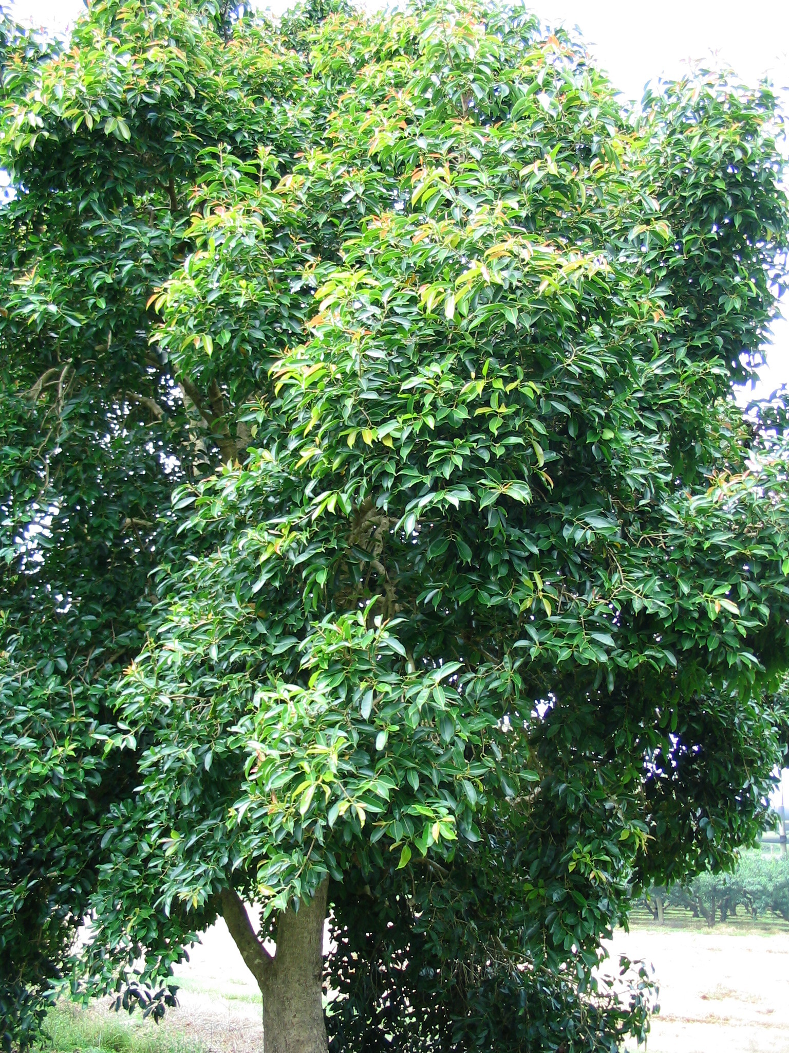 Jamun;Jambolan Plum;Java Plum - Syzygium cumini