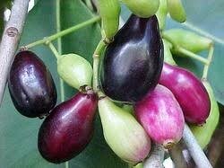 Jamun;Jambolan Plum;Java Plum - Syzygium cumini