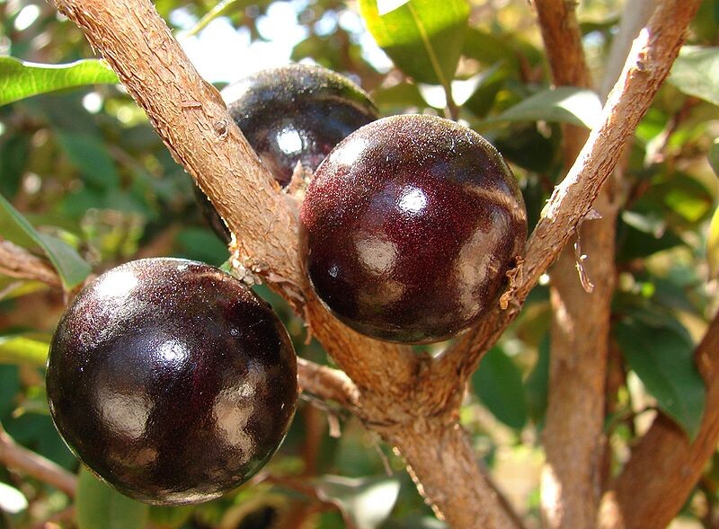 Jaboticaba  - Black Fruiting