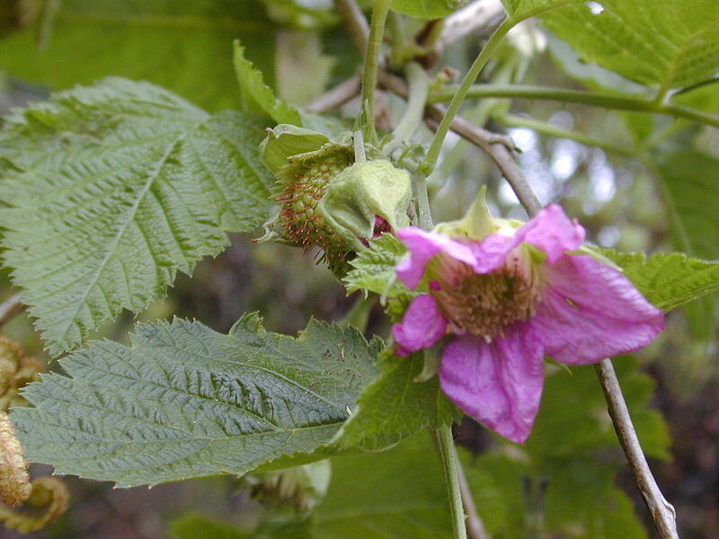 Blackberry  - Thornless - Chester