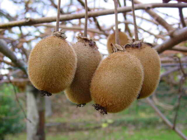 Kiwifruit - Female - Dexter