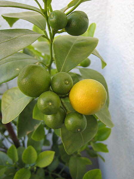 Kumquat - Calamondin