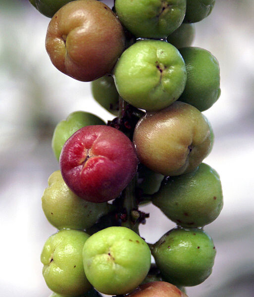 Sea Grape - Female - Coccoloba uvifera pale veins & petiole