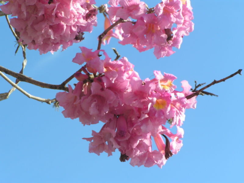 Tabebuia;Pink Trumpet Tree - Tabebuia palmeri