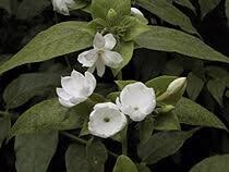 Jasmine Sambac - Single Flowering - Belle of India