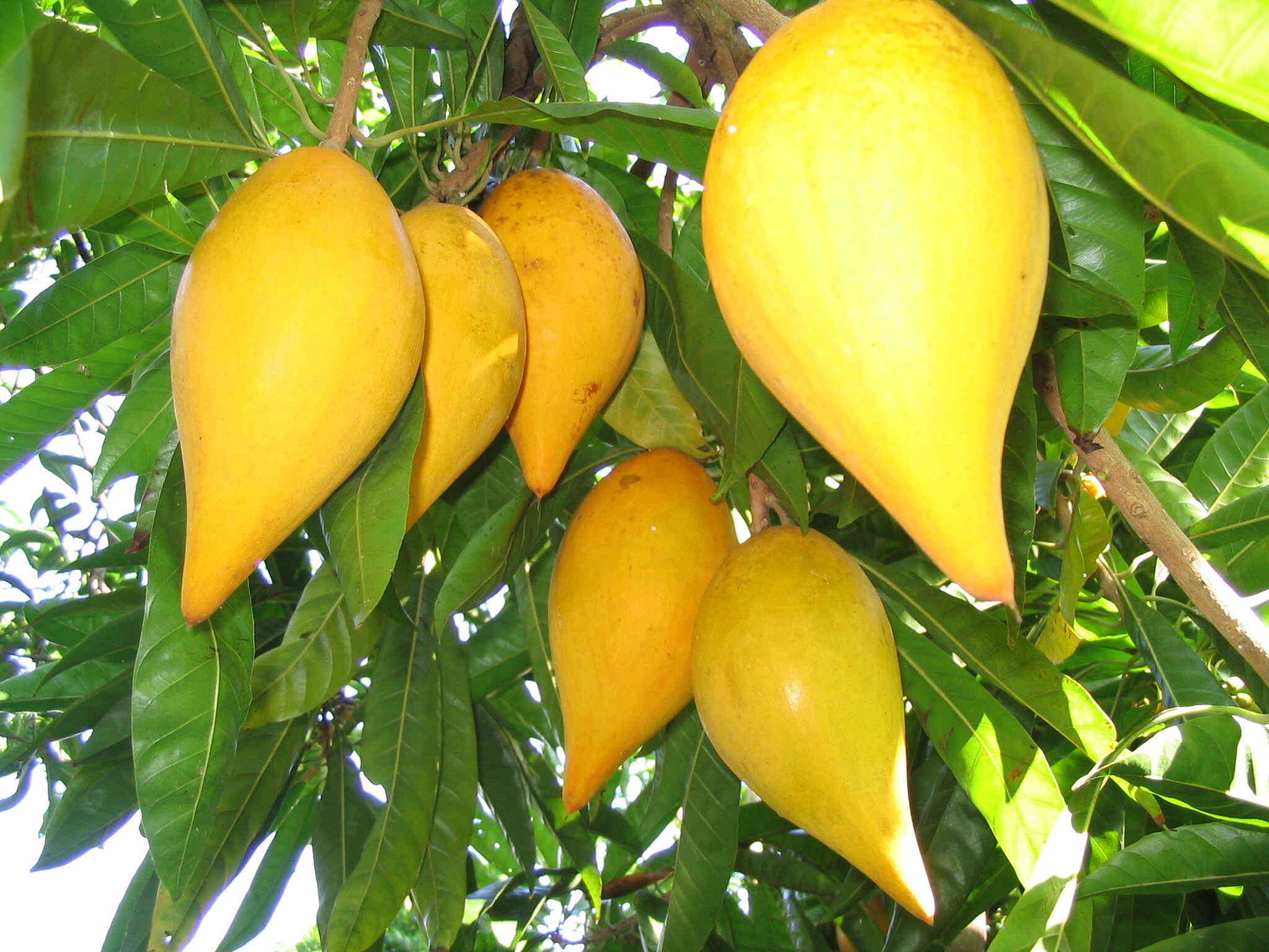 Yellow Sapote - Pouteria campechiana