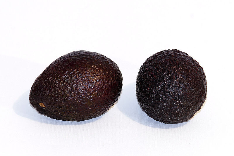 Avocado - Hass - type A