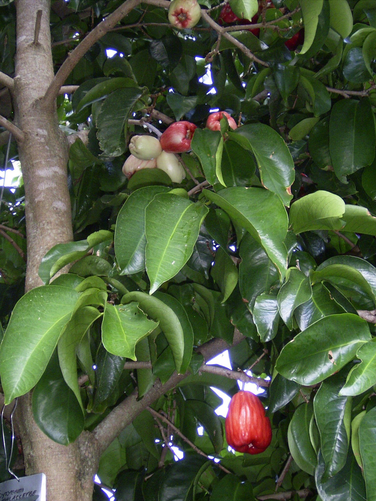 Malay Apple - Syzygium malaccense