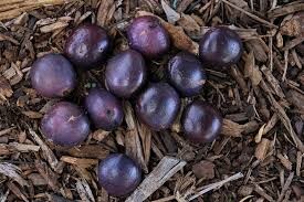 Atherton Almond - Athertonia diversifolia