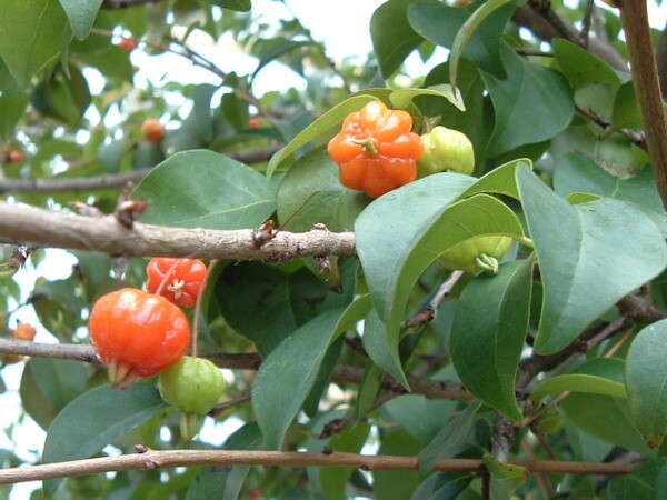 Brazilian Cherry - Eugenia uniflora