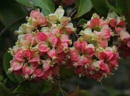 Mount White Myrtle - Backhousia tetraptera